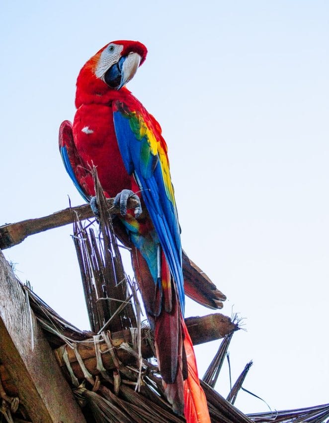 colorful-macaw-names