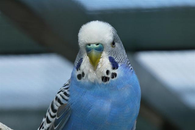 cool-blue-parakeet-names