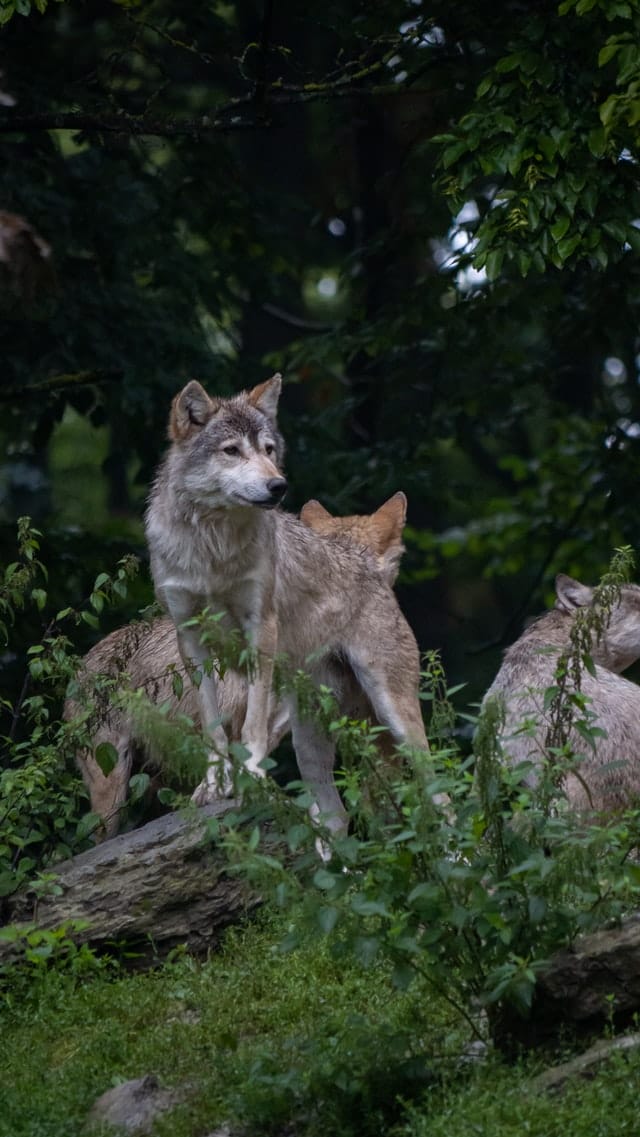 cool-coyote-names