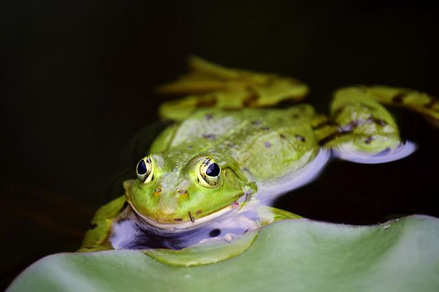 cool-green-frog-names