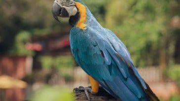 cool-macaw-names