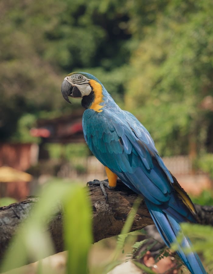 cool-macaw-names