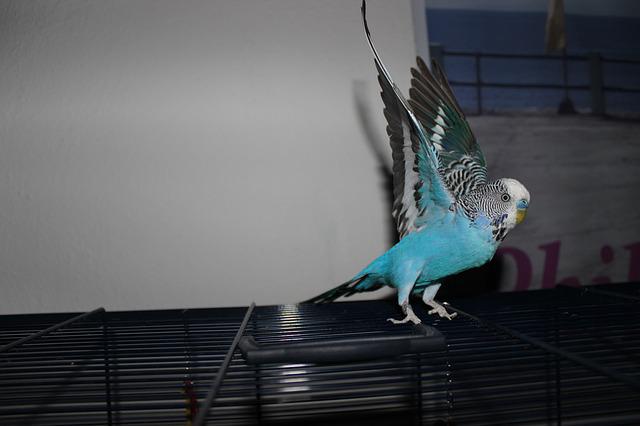 cute-blue-parakeet-names