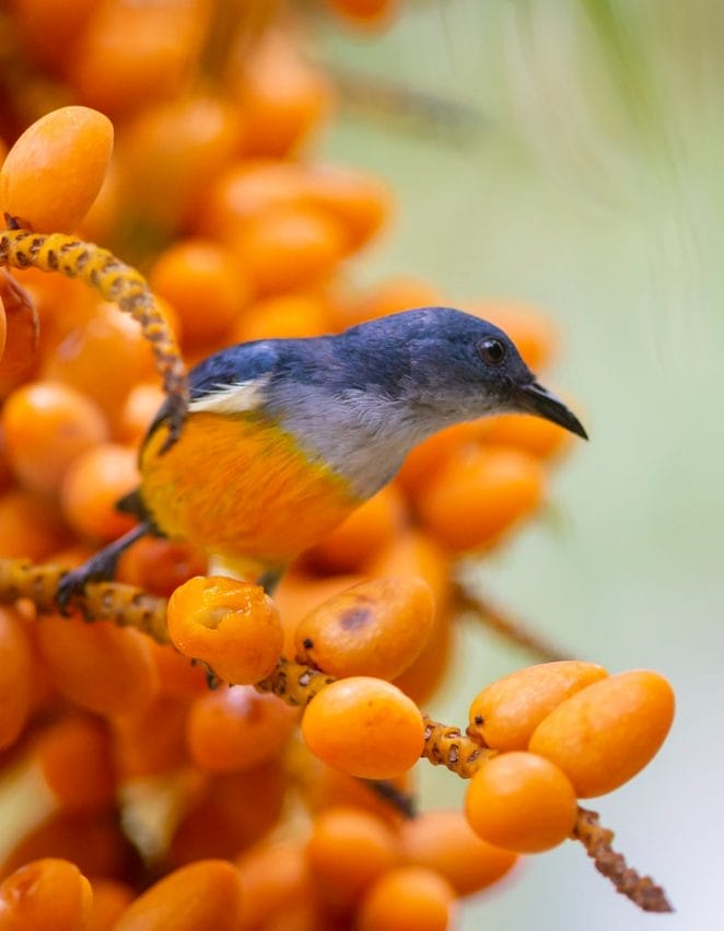 cute-blue-yellow-bird-names
