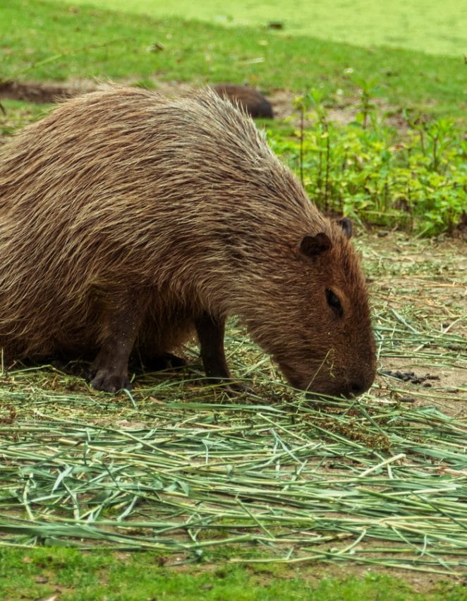 cute-capybara-names