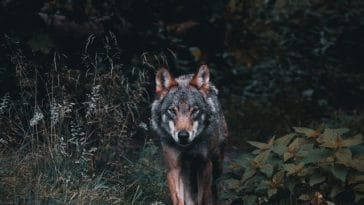cute-coyote-names