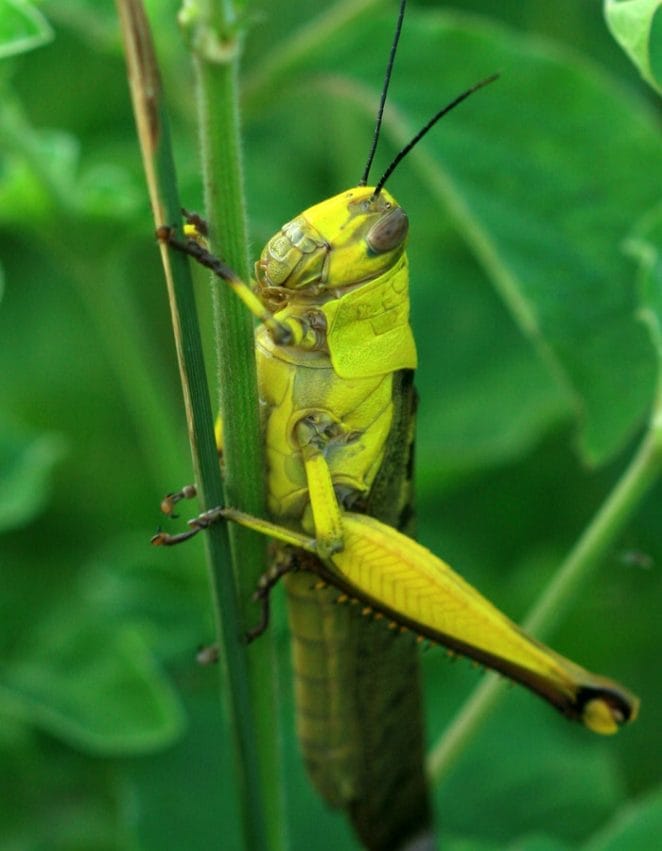 cute-grasshopper-names