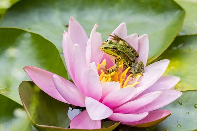 cute-green-frog-names