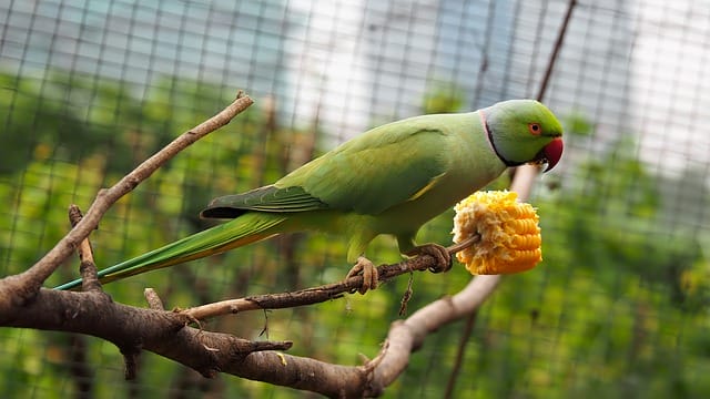 cute-green-parakeet-names