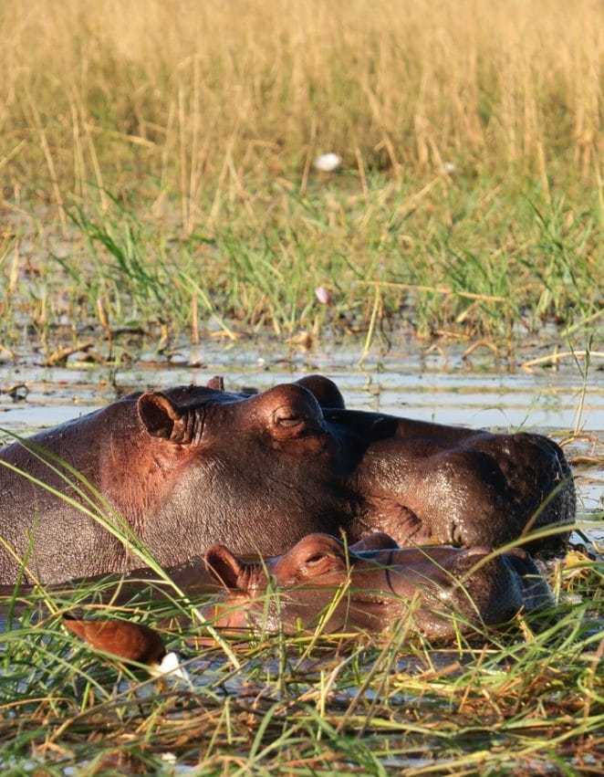 cute-hippo-names