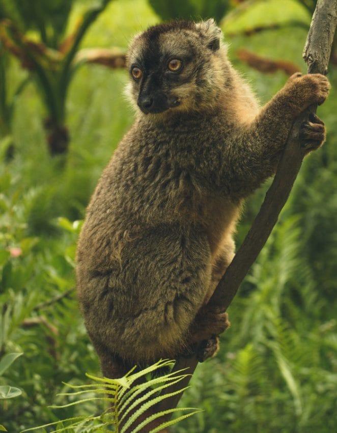 cute-lemur-names