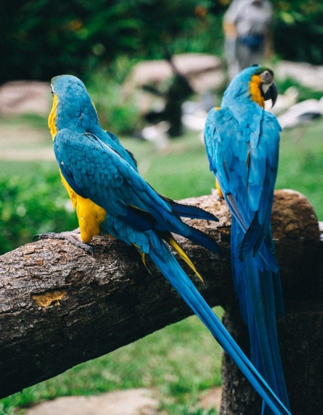 cute-macaw-names