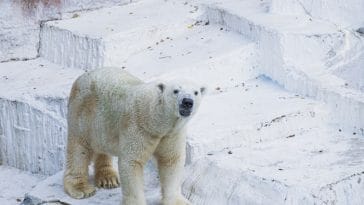 cute-polar-bear-names