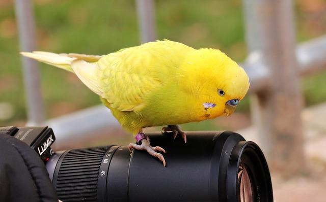 cute-yellow-parakeet-names