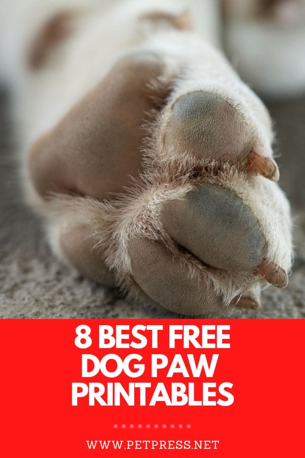 dog paw printables