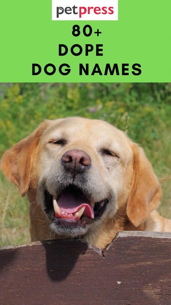 dope-dog-names