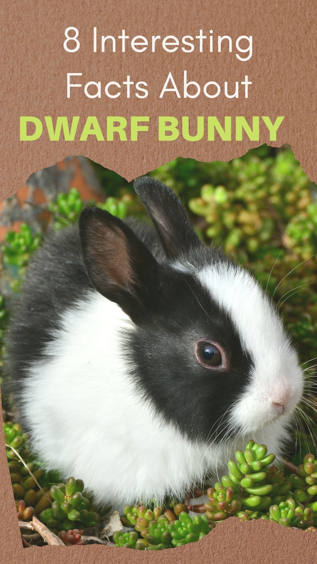 8 Dwarf Bunny Facts Interesting Things About These Cute Little Rabbits