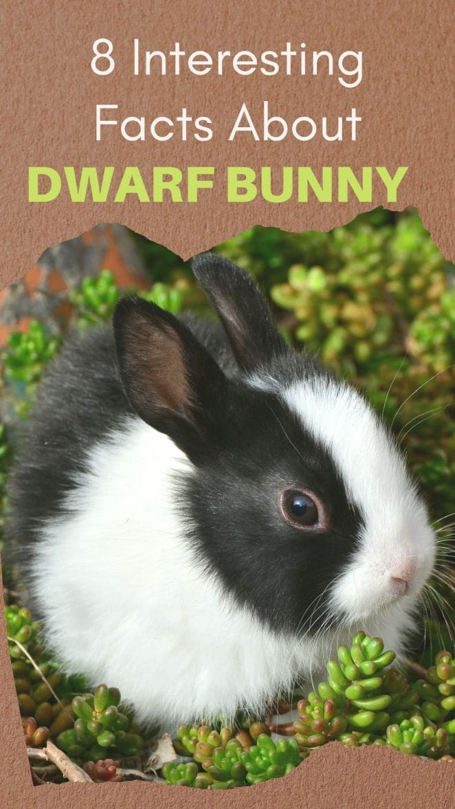 dwarf-bunny