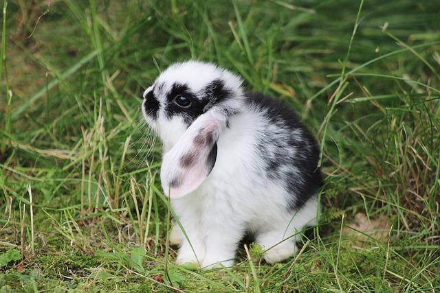 dwarf-rabbit