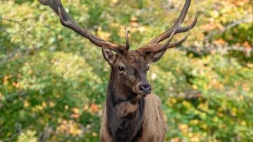 elk-antler-point-names