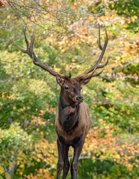 Elk Names A 180+ List of Funny, Cute, and Clever Names for Elk