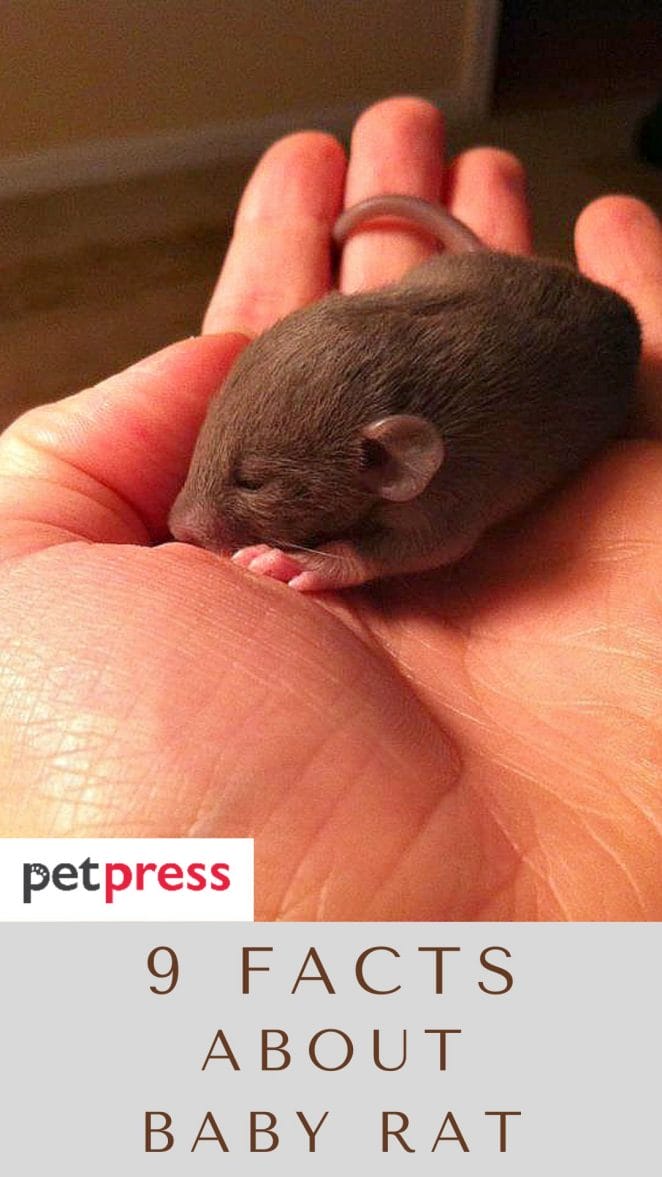 facts-about-baby-rat