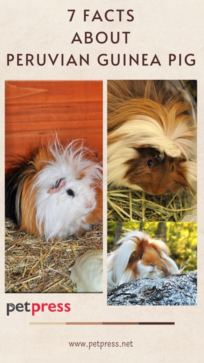 facts-about-peruvian-guinea-pig