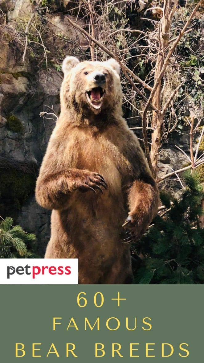 60+ Famous Bear Names That Are Strong And Funny From Movies