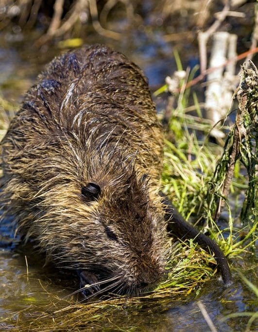 200+ Beaver Names: Unique, Cute, and Funny Names for Little Rodent