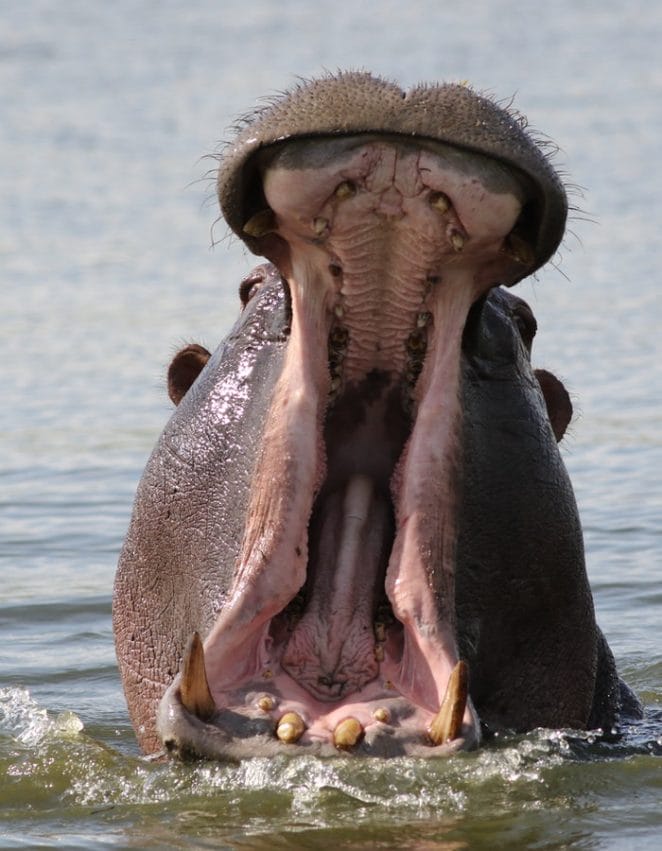 famous-hippo-names
