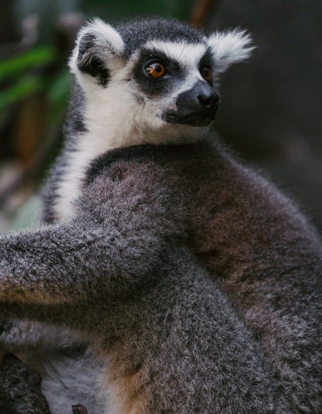 famous-lemur-names