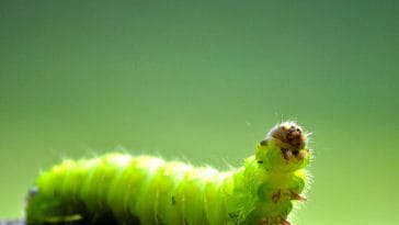 famous-worm-names