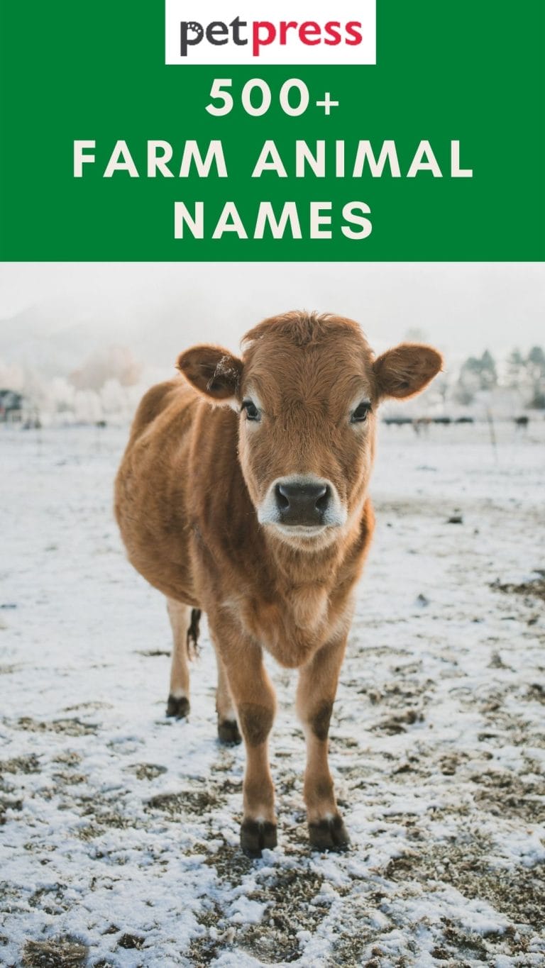 500 Farm Animal Names: Comprehensive Name Ideas For Farm Animals!