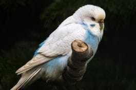 140+ Blue Parakeet Names to Give Your Cute Blue Pet Parakeet