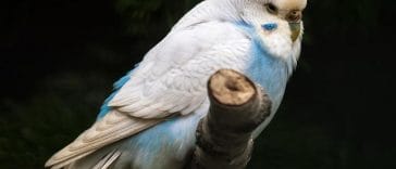 female-blue-parakeet-names