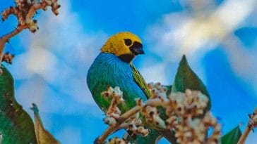 female-blue-yellow-bird-names