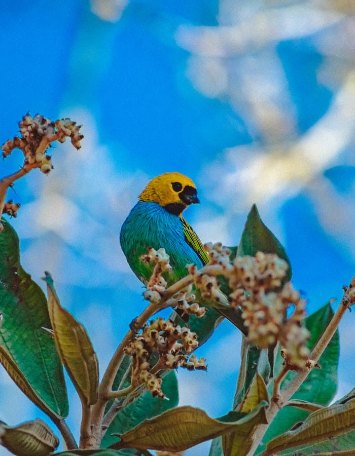 female-blue-yellow-bird-names