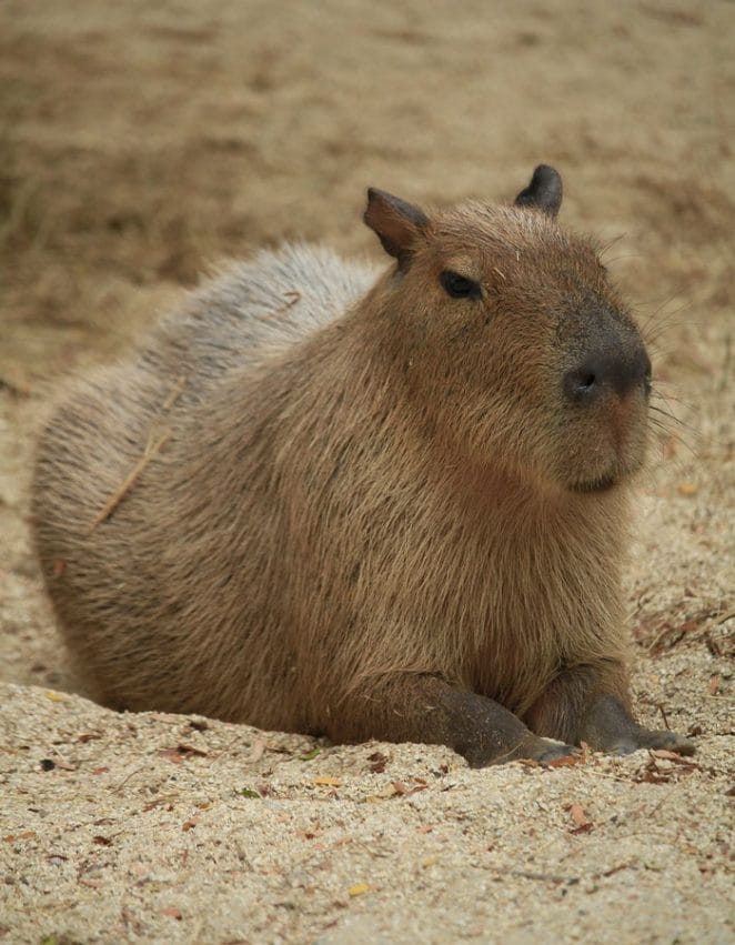female-capybara-names