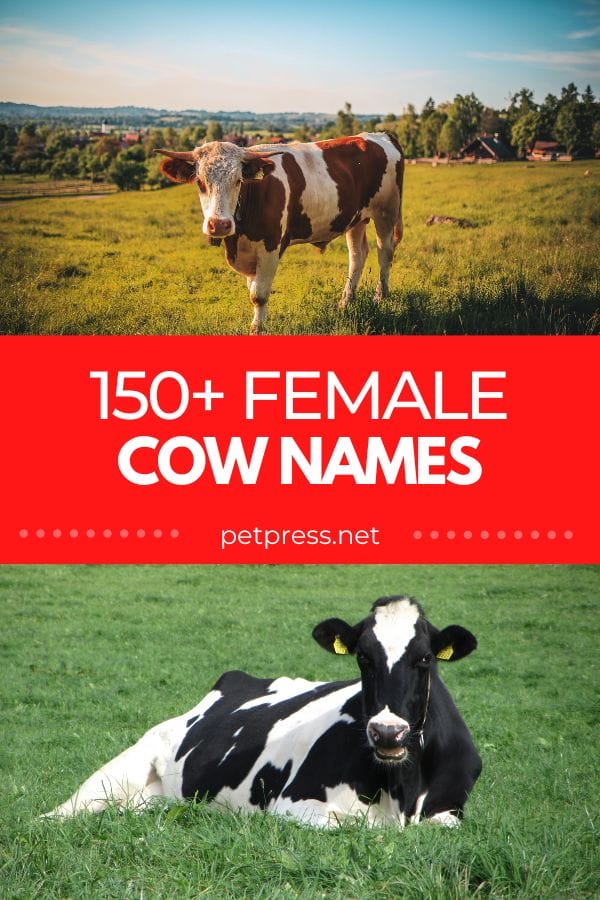 female cow names