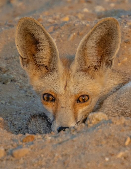 210+ Coyote Names The Best and Most Unique Names for Coyotes