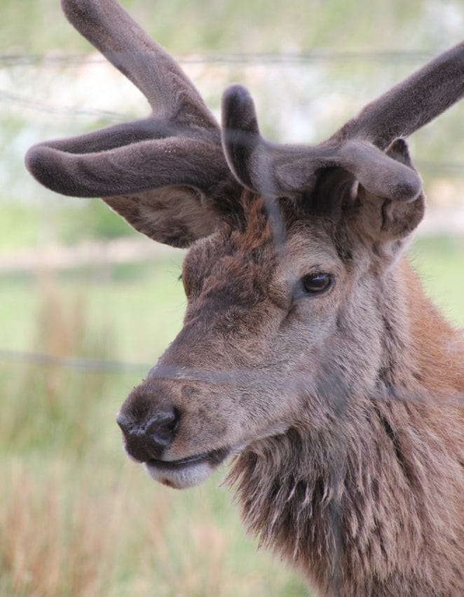 female-elk-names