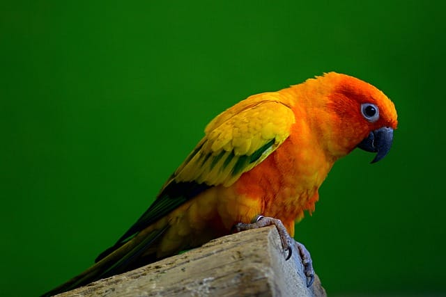 female-funny-parakeet-names