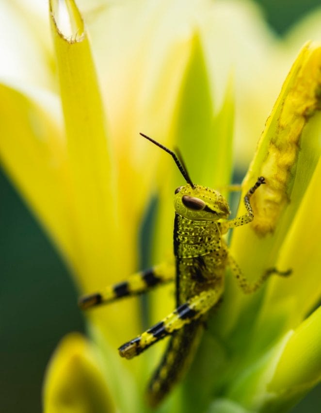 female-grasshopper-names