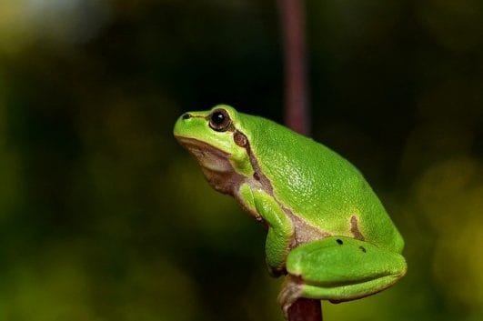 110+ Green Frog Names - Comprehensive List For Your Frog Pet