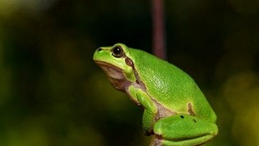 female-green-frog-names