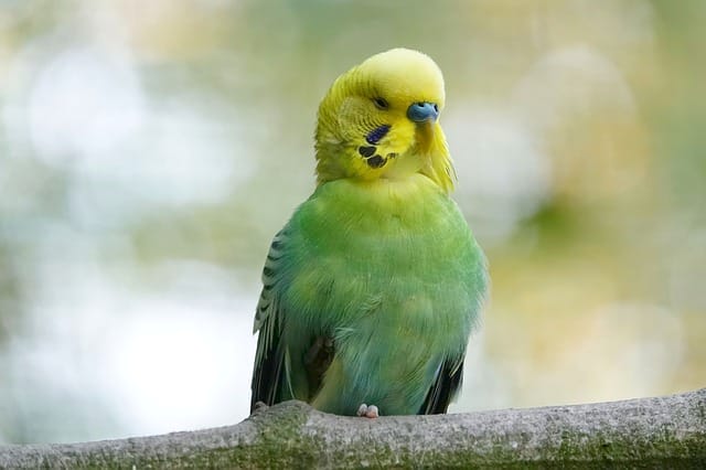 female-green-parakeet-names