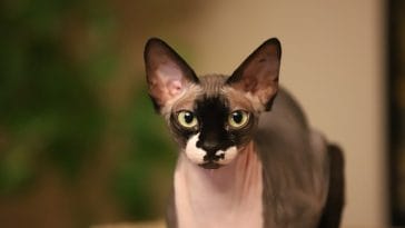 female-hairless-cat-names