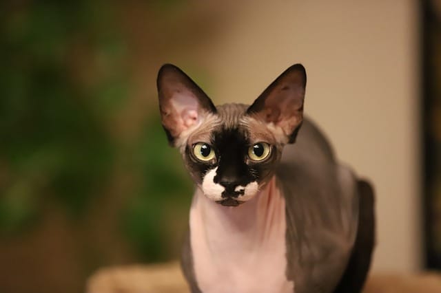 female-hairless-cat-names