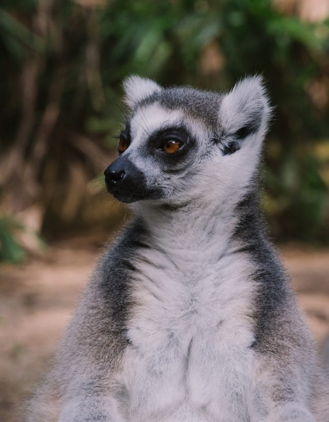 female-lemur-names