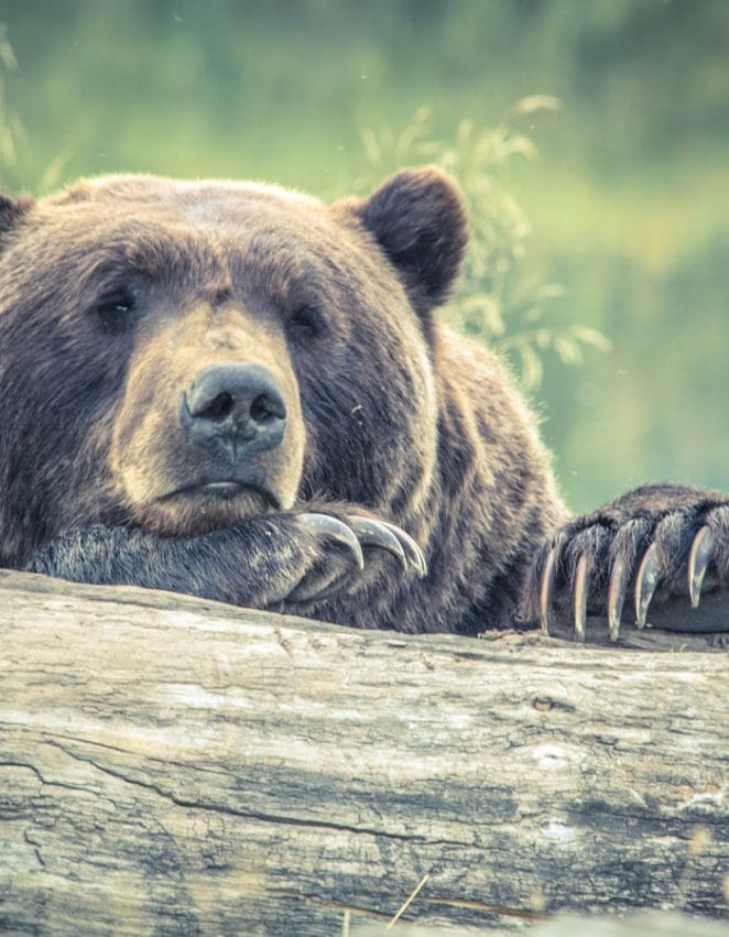 female-russian-bear-names